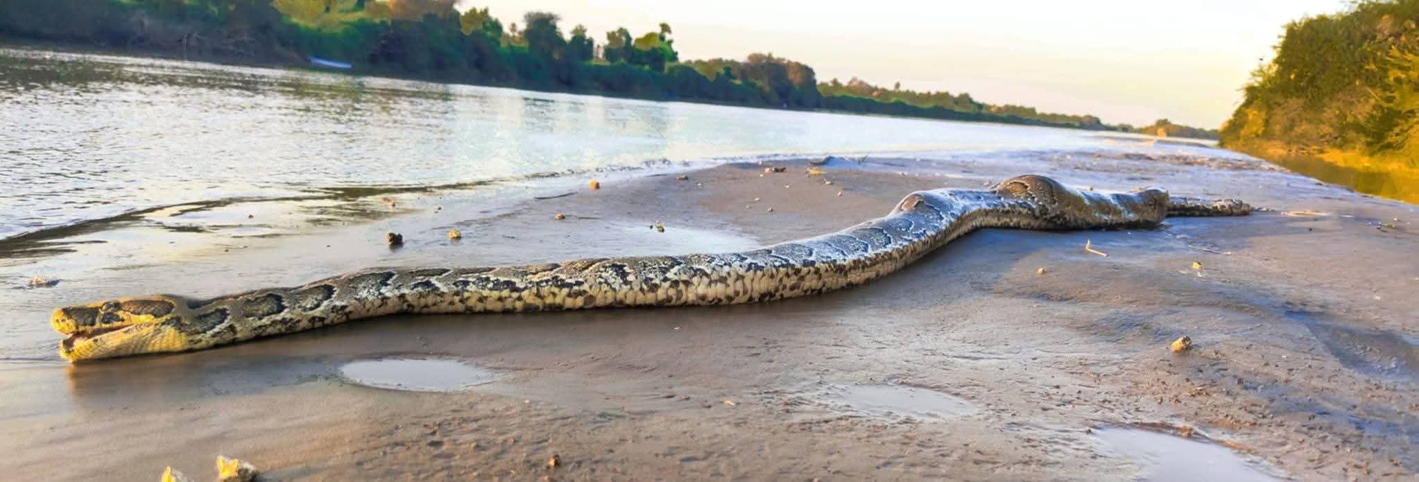 أصلة عملاقة تثير الرعب في نهر النيل… شاهد صورة الثعبان الذي تم اصطياده بجزيرة نقزو جنوب المتمة